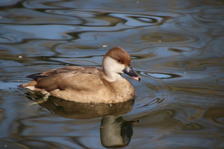 Two Bolton Stormwater Ponds Scheduled To Be Cleaned