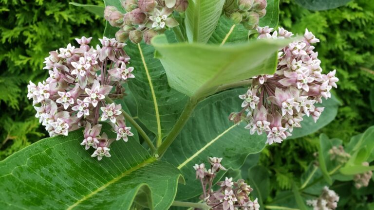 What’s in a Name? From Weed to Flower