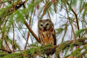 Saw Whet Owl by Gary Hall