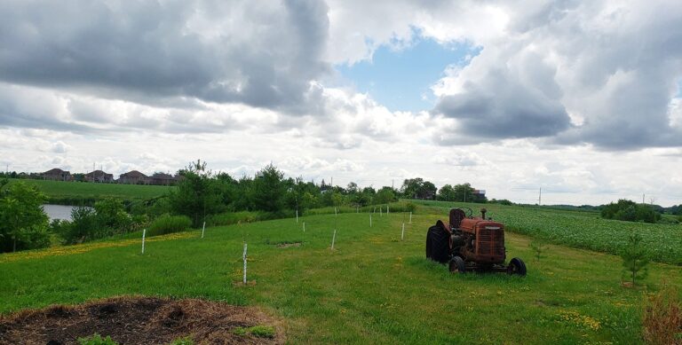 Tree Seedling Program Online Storefront Now Open