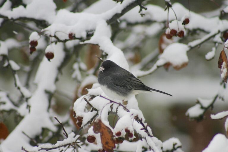 Five Ways of Looking at Birds: A Poem by Carol Good