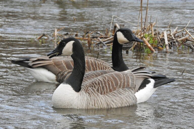 Public Service Announcement: CVC Urges Caution Around Sick and Dead Birds