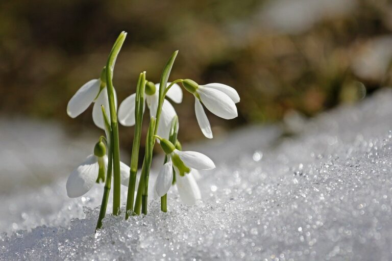Ode to Snowdrops: A Poem by Carol Good
