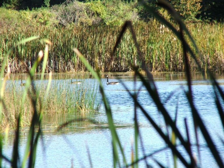 Caledon Investigating Dead Geese in Bolton, Cautions For Presumed Avian Flu