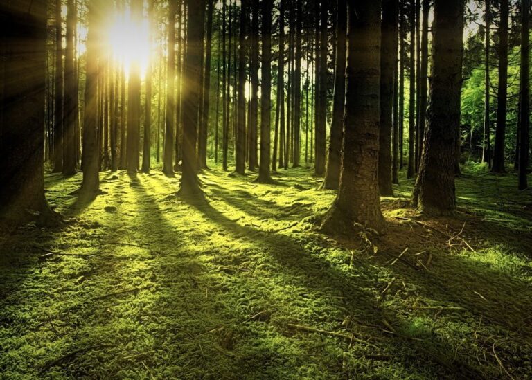 Get Ready To Join The ecoCaledon “Caledon Cares Enviro Challenge”  