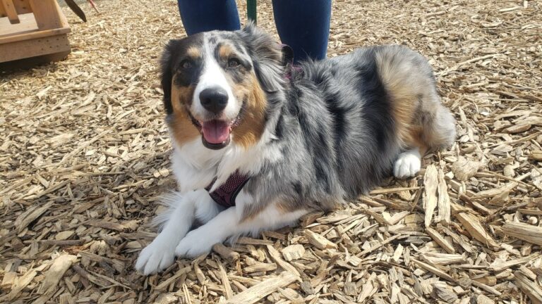 A Pet’s Perspective on Better Cities for Pets