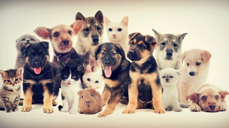 A Really Nice Opportunity For You And Your Fur Baby