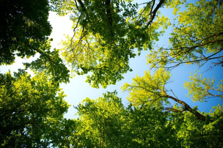 OPP Issue Statement Regarding Greenbelt Investigation
