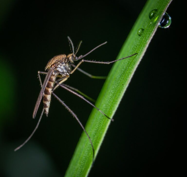 Positive West Nile Virus Activity in Peel Region (Week of July 30th 2023)