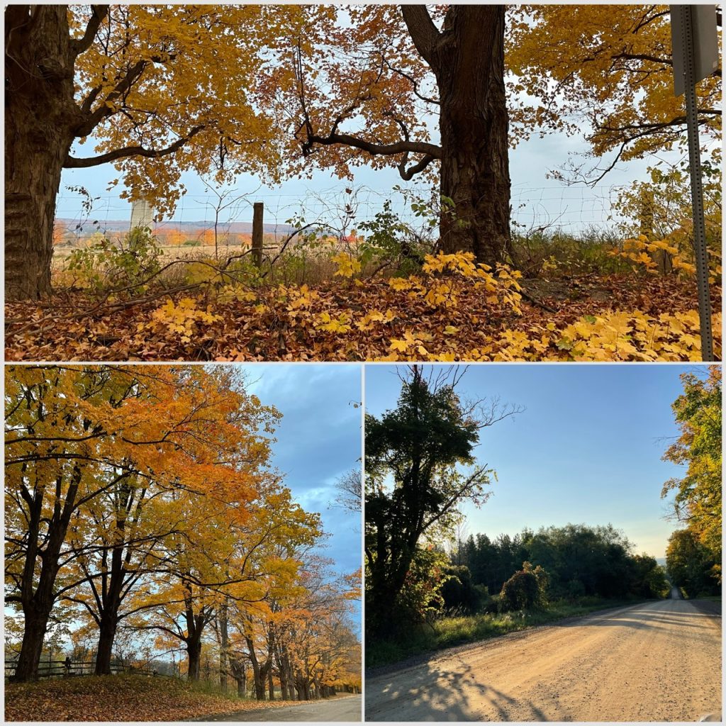 Collage of fall photos by Shelly