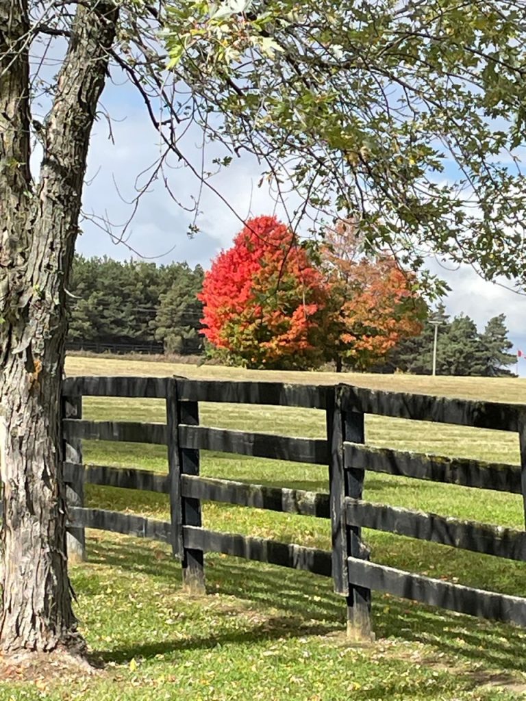 Red tree behind fenceline