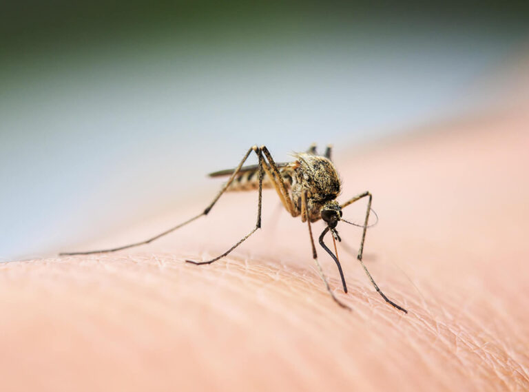 More mosquitos to start the spring of 2024